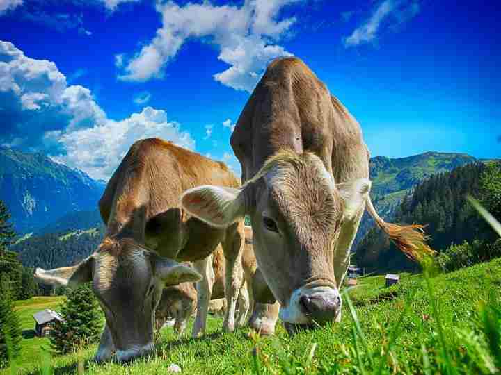 Quote latte:Regioni propongono proroga procedure riscossione  
