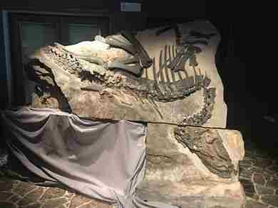 Bruno si presenta al pubblico, ricostruito fossile dinosauro  Secondo esemplare dopo Antonio. In mostra a Duino (Trieste) 