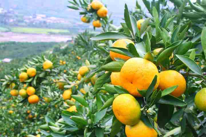 Agrumi e malattia del ramo giallo, forse nuovo caso Xylella  