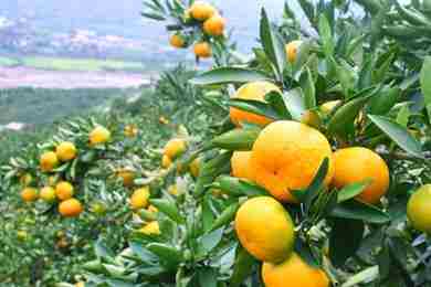 Agrumi e malattia del ramo giallo, forse nuovo caso Xylella  