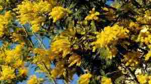 Coldiretti, città inquinate e mimose già in fiore  