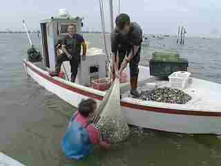 Via libera Europarlamento a deroga pesca vongole Adriatico  