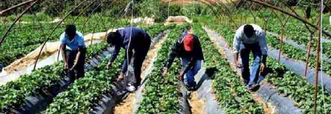 Sfruttava lavoratori nei campi, ai pasti solo pane e fagioli 