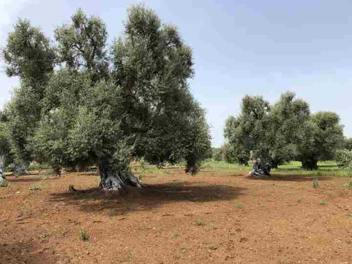  Xylella:Coldiretti,ok innesti resistenti '